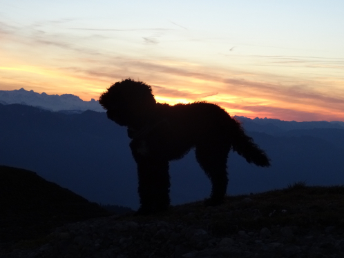 Canie-Bowen-gesunder-hund-Beatrice-Locher2.jpg
