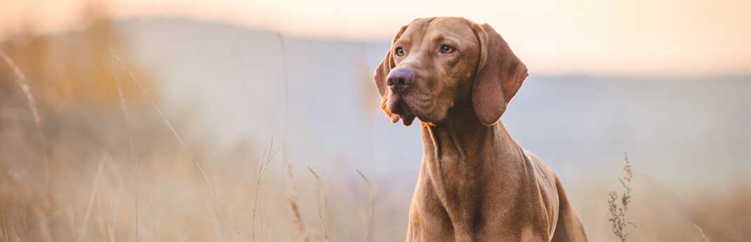 Hund-Banner.jpg